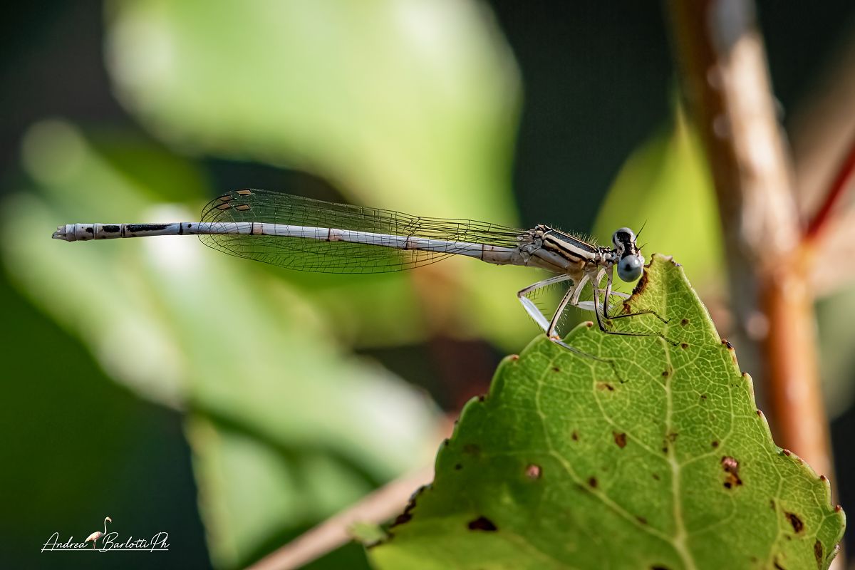 Platycnemis pennipes  - Barlotti Andrea