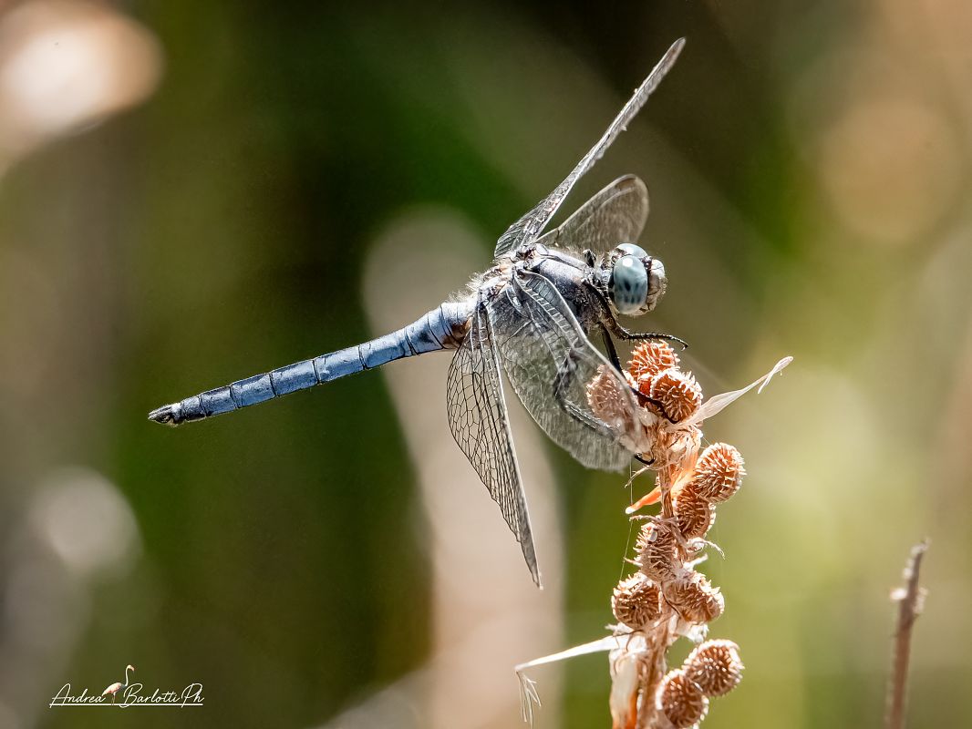 Orthetrum coerulescens  - Barlotti Andrea