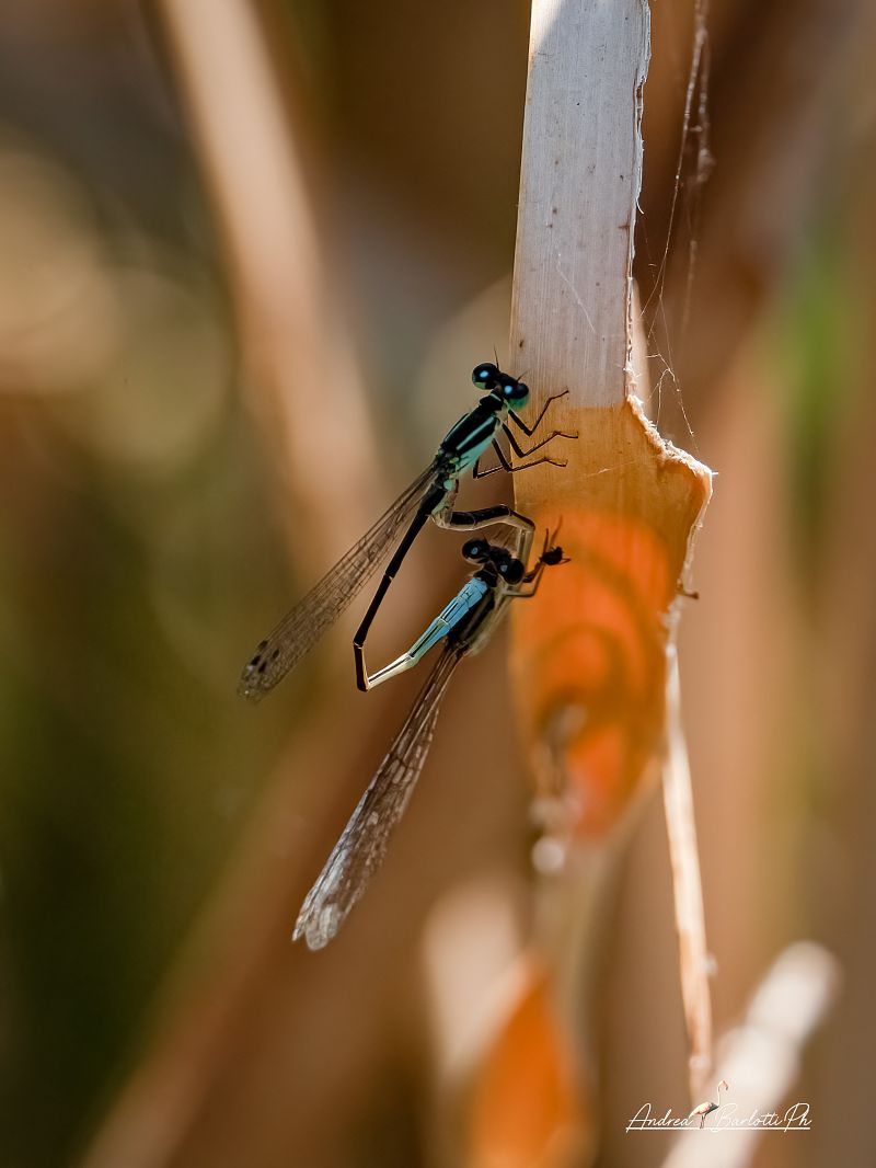 Ischnura elegans  - Barlotti Andrea