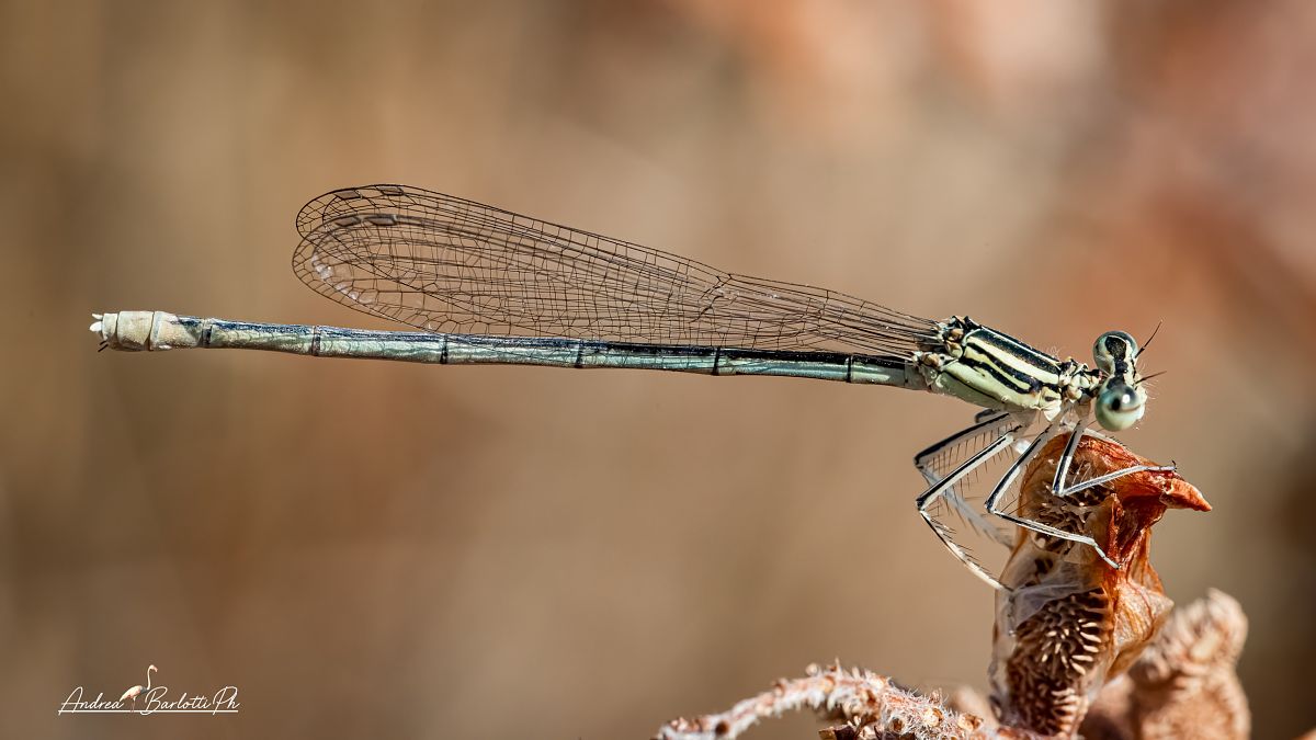 Platycnemis pennipes  - Barlotti Andrea