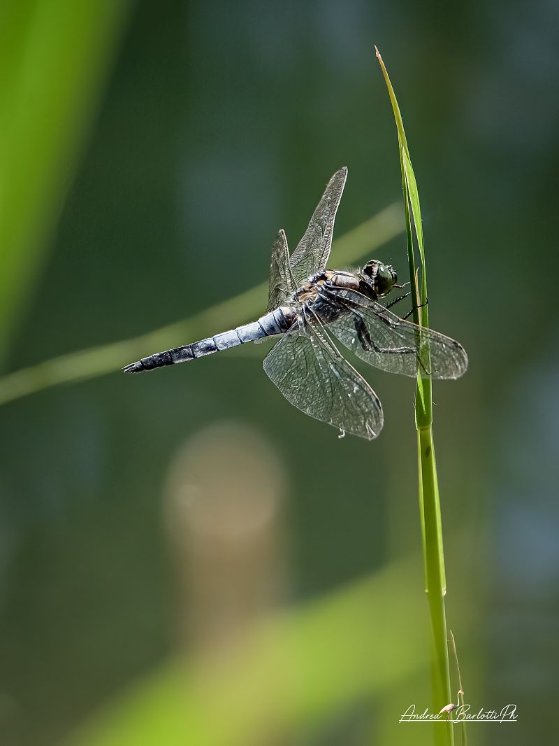 Orthetrum cancellatum  - Barlotti Andrea