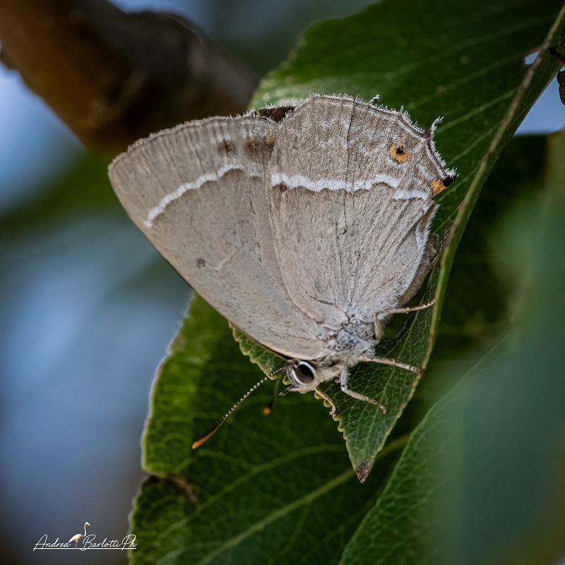 Favonius quercus  - Barlotti Andrea