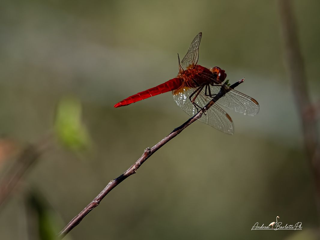 Crocothemis erythraea  - Barlotti Andrea