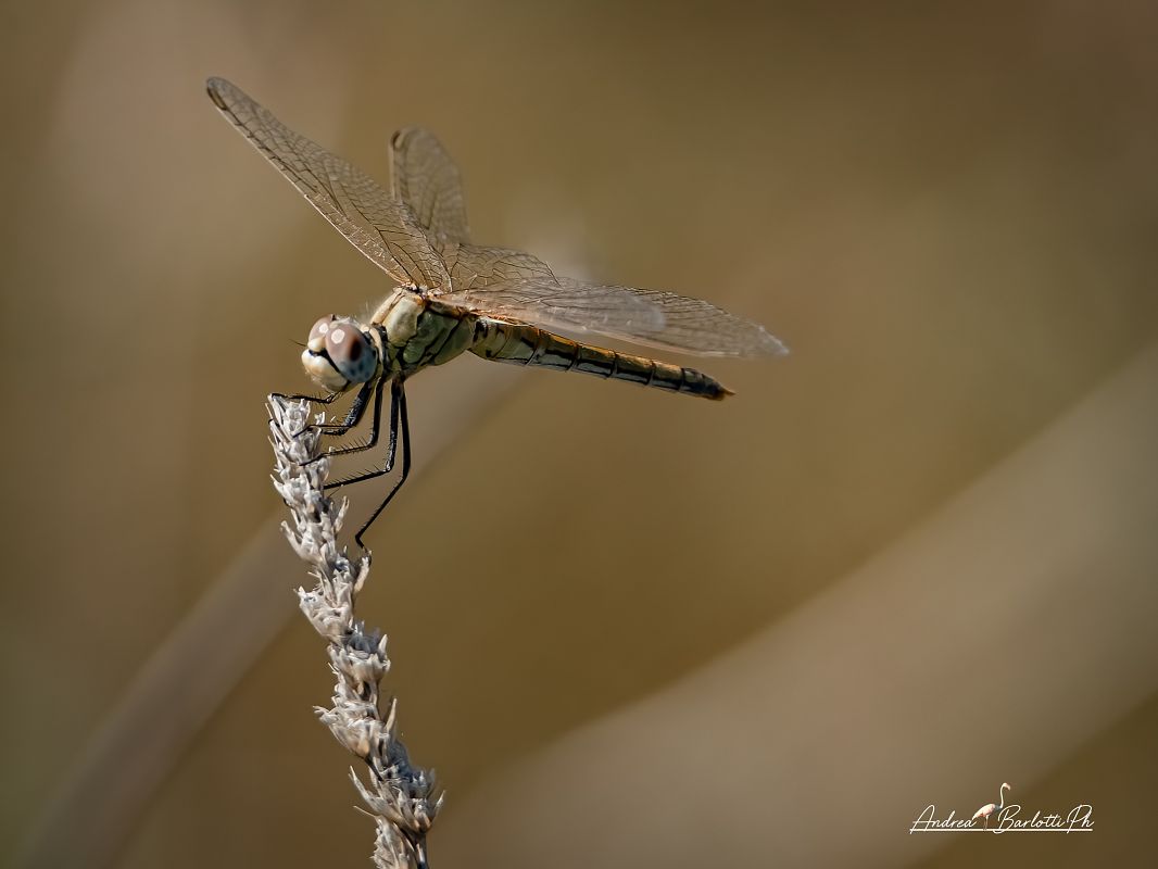Sympetrum fonscolombei  - Barlotti Andrea