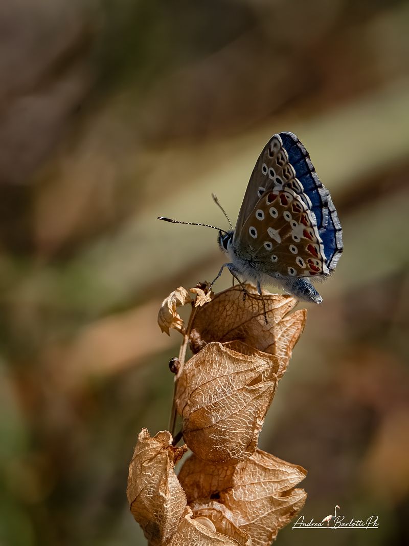 Lysandra bellargus  - Barlotti Andrea