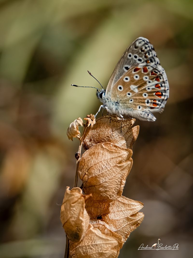 Lysandra bellargus  - Barlotti Andrea