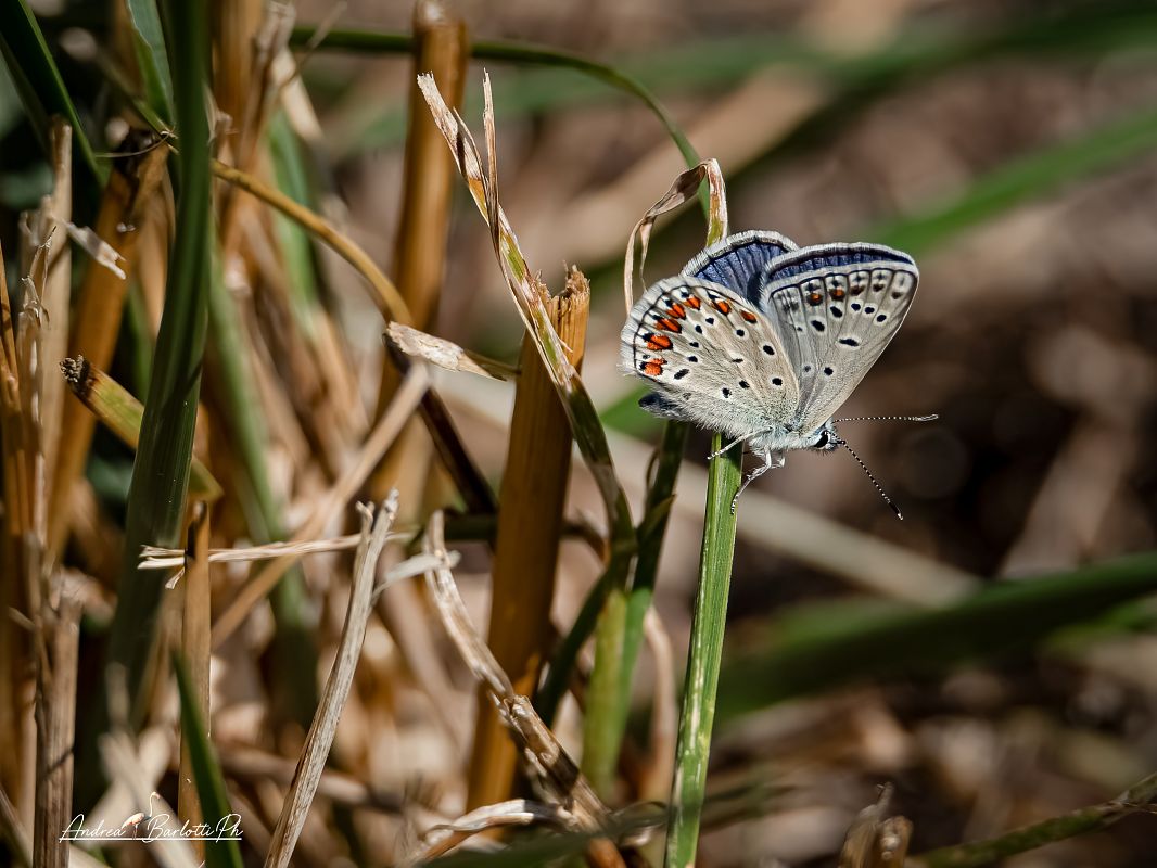 Polyommatus icarius # *  - Barlotti Andrea