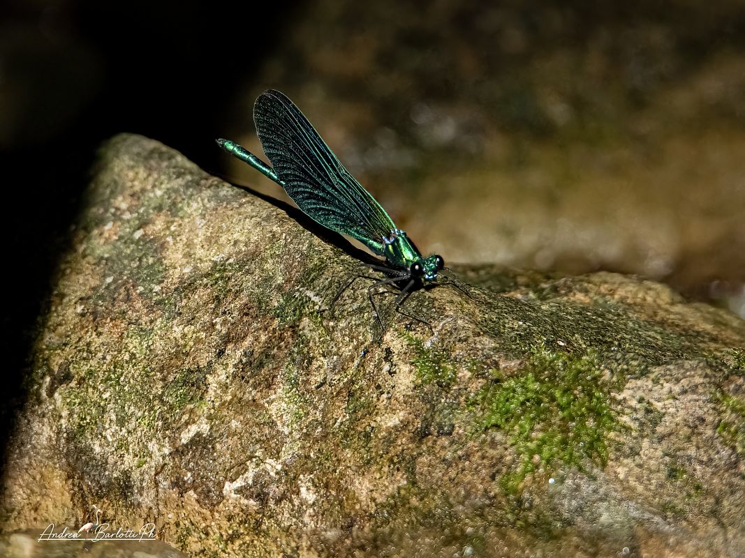 Calopteryx virgo meridionalis  - Barlotti Andrea