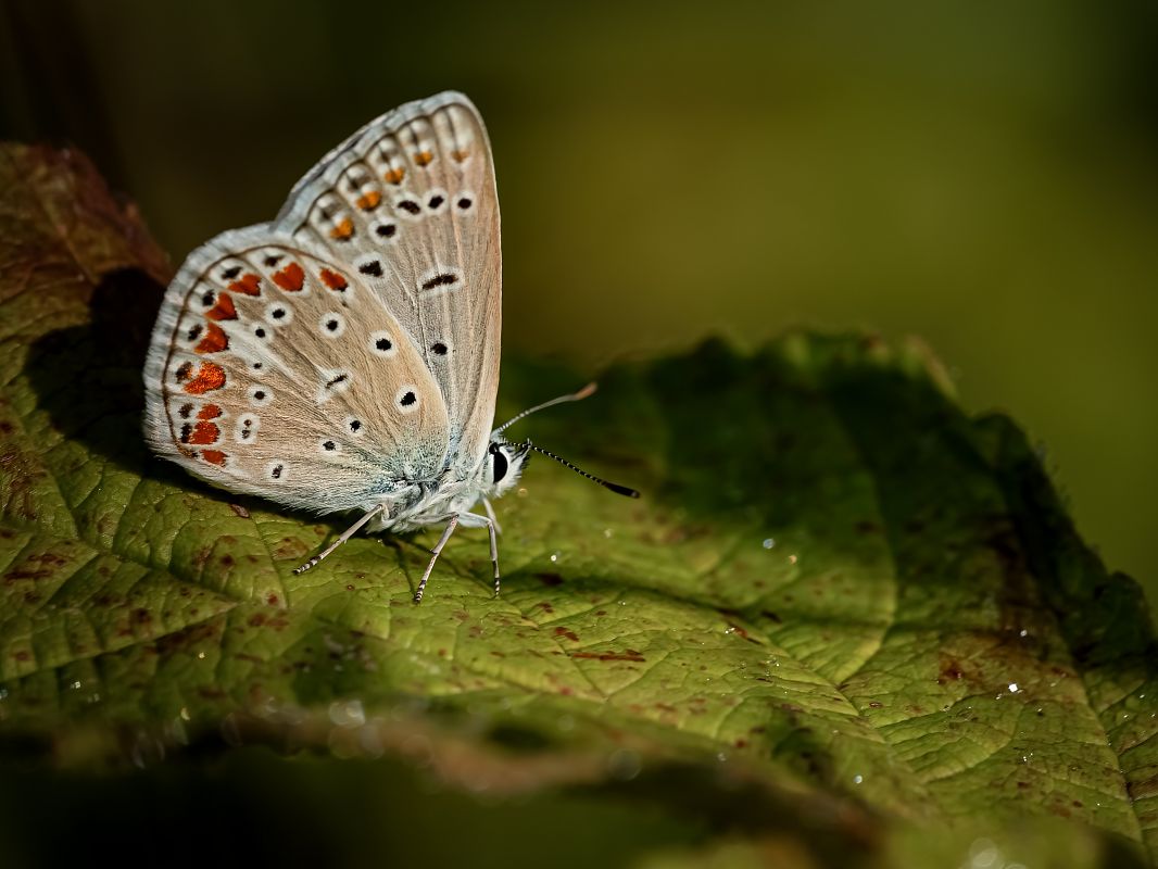 Lysandra bellargus  - Barlotti Andrea