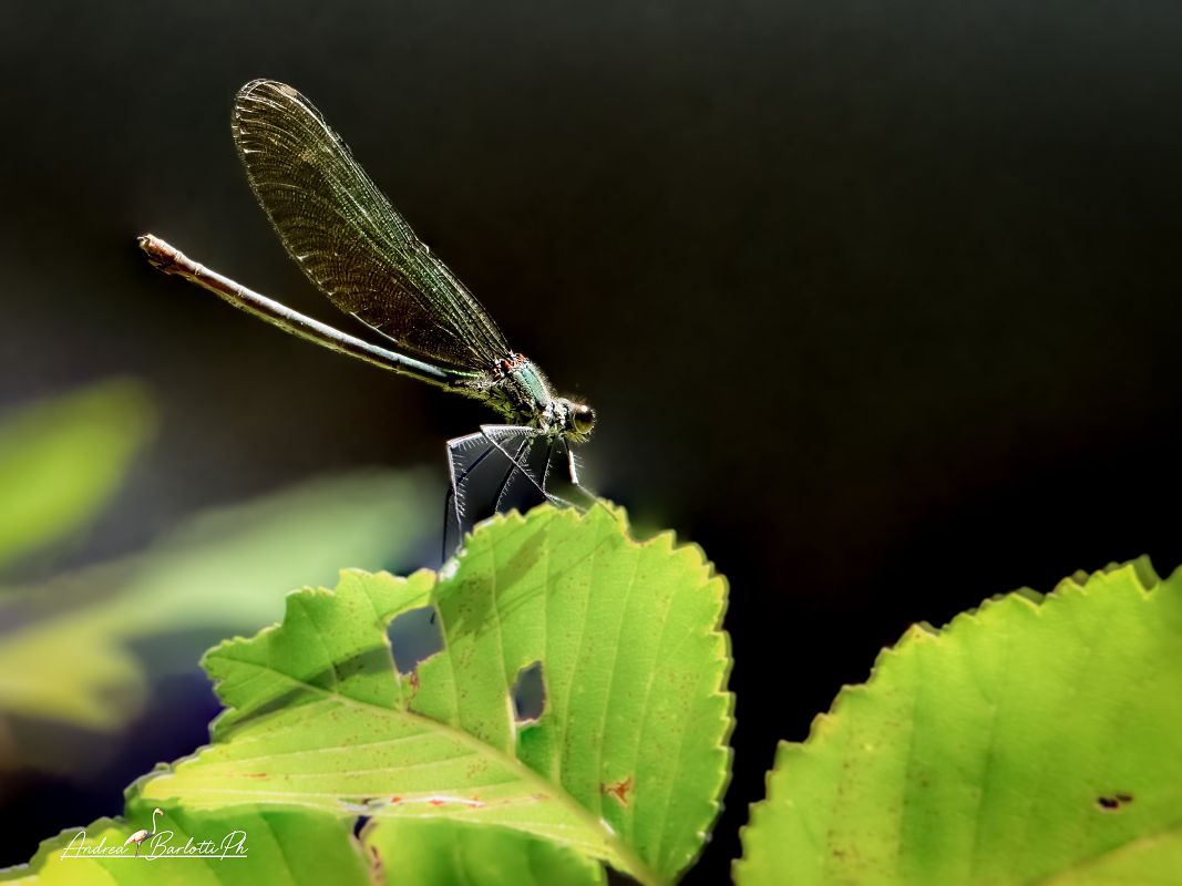 Calopteryx virgo meridionalis  - Barlotti Andrea