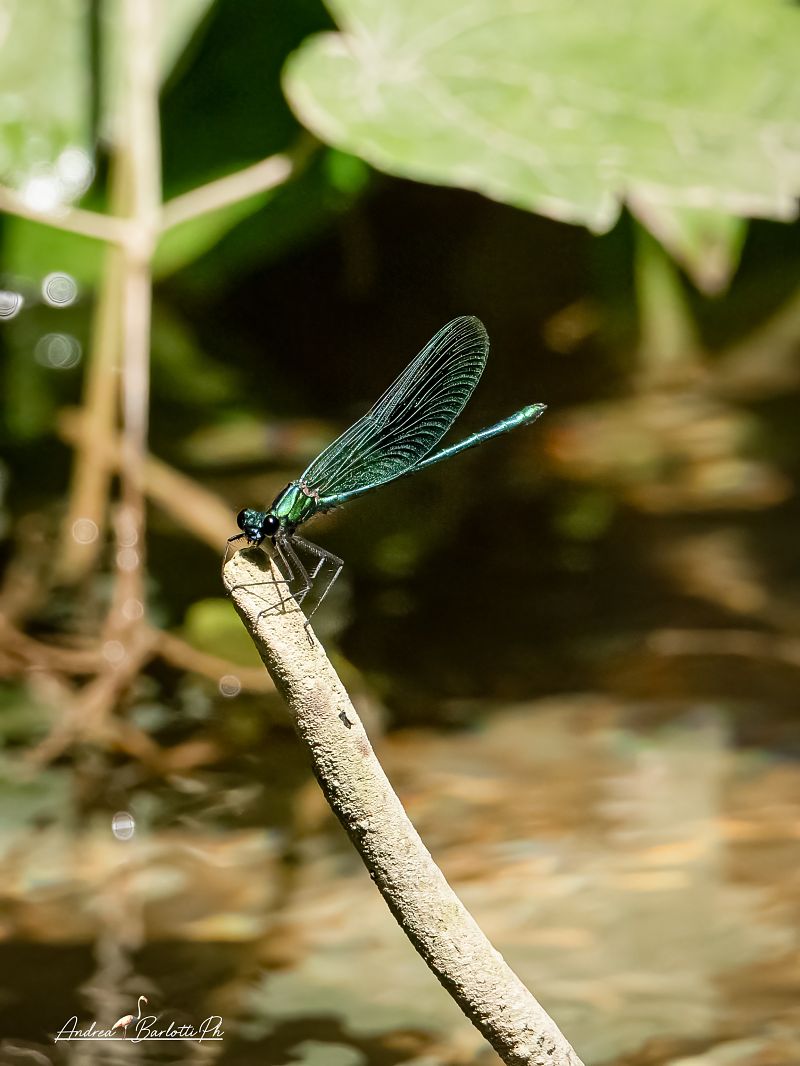 Calopteryx virgo meridionalis  - Barlotti Andrea