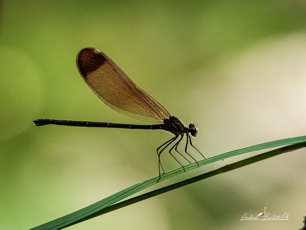 Calopteryx haemorrhoidalis  - Barlotti Andrea