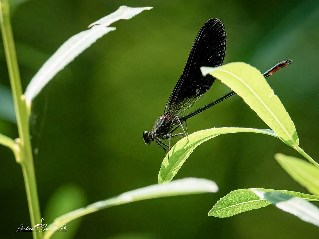 Calopteryx haemorrhoidalis  - Barlotti Andrea