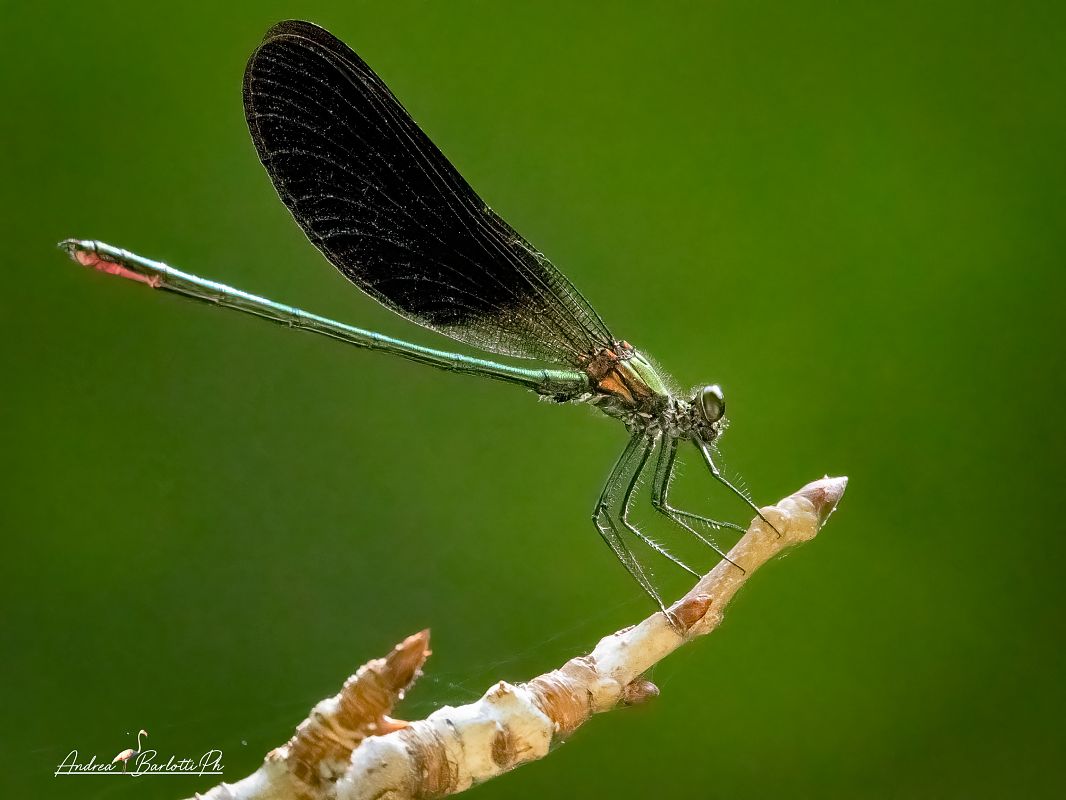 Calopteryx haemorrhoidalis  - Barlotti Andrea