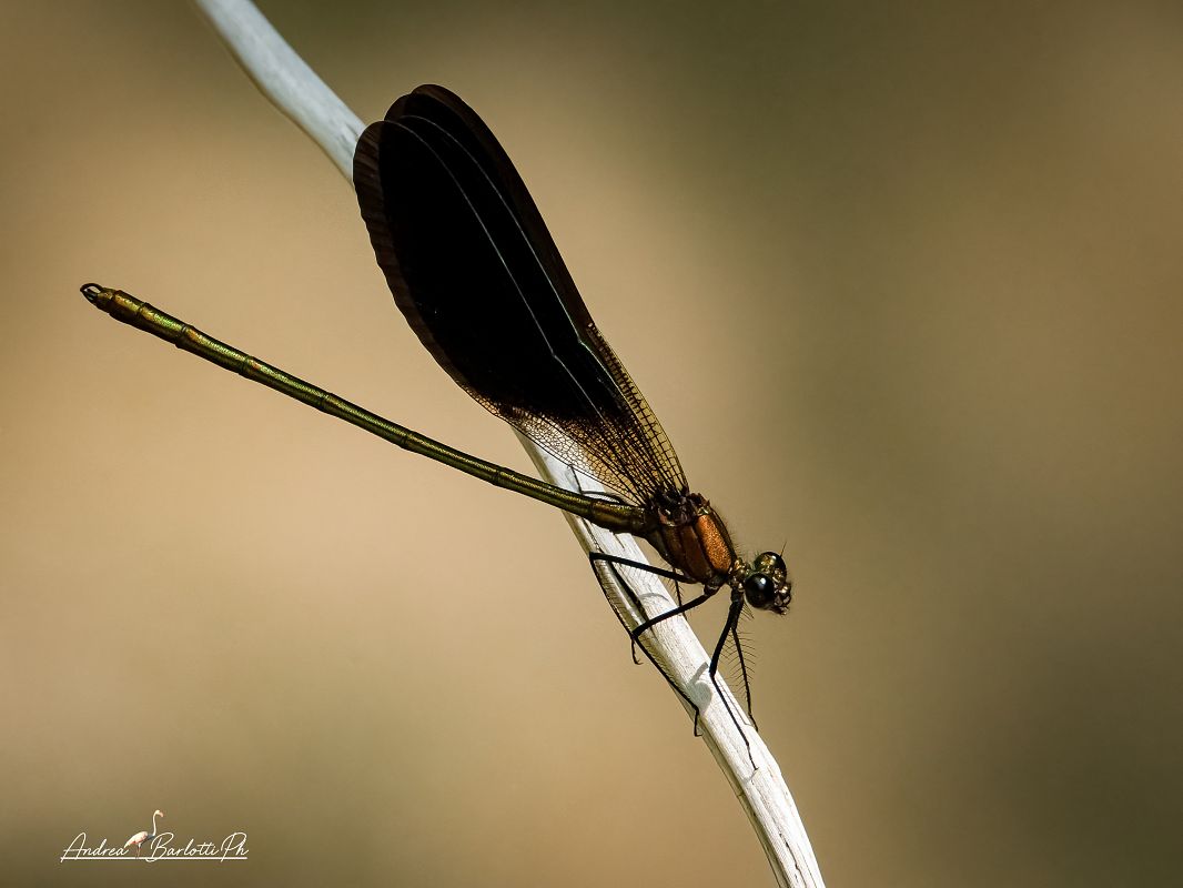 Calopteryx haemorrhoidalis  - Barlotti Andrea
