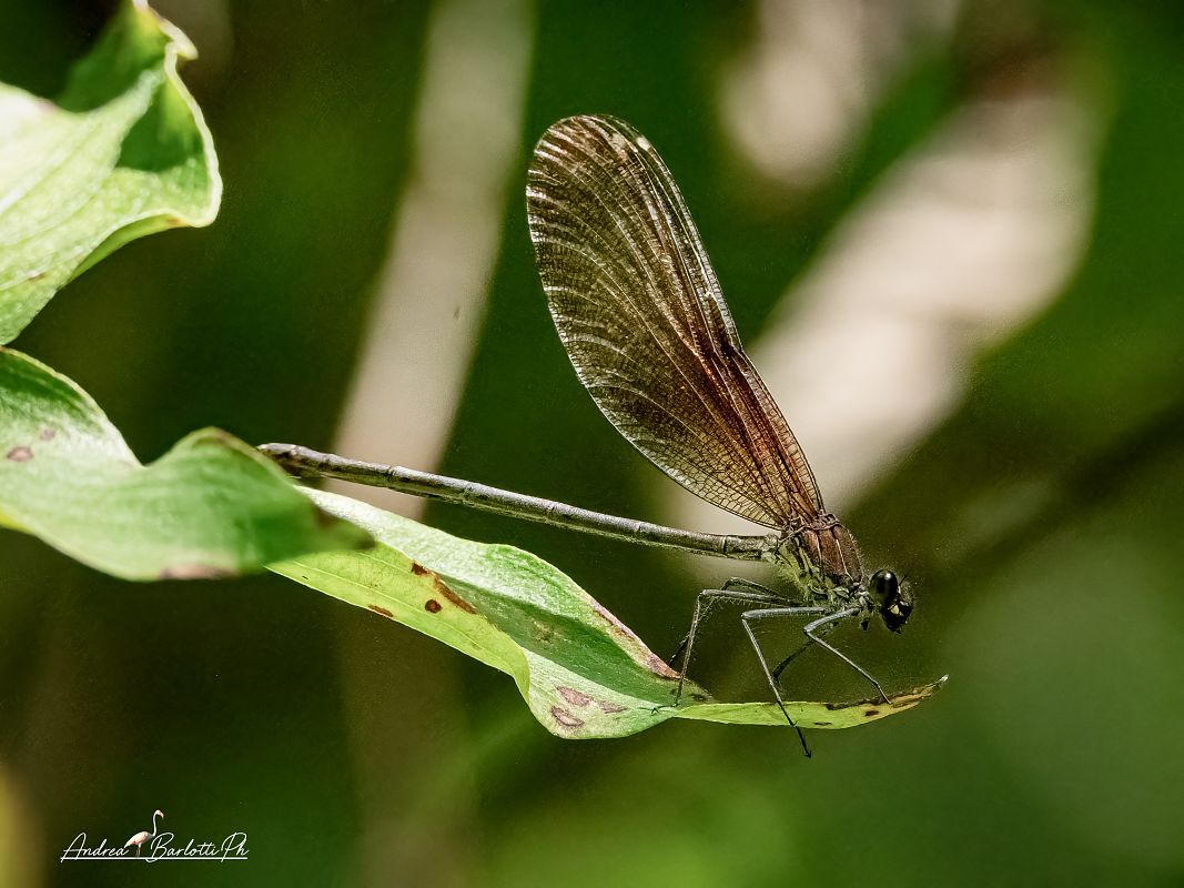 Calopteryx haemorrhoidalis  - Barlotti Andrea