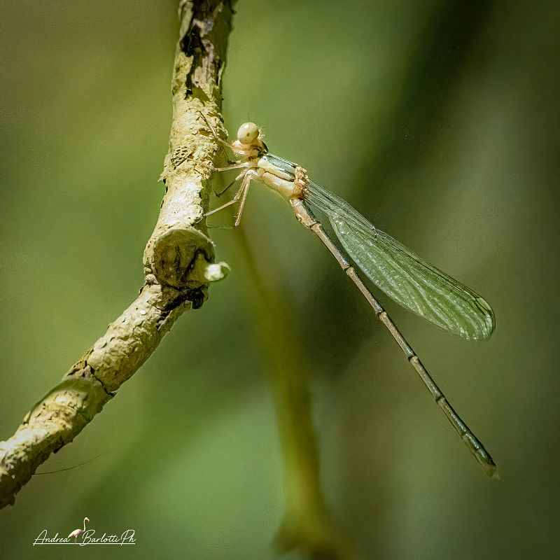Chalcolestes viridis  - Barlotti Andrea