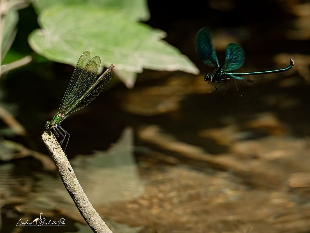 Calopteryx splendens  - Barlotti Andrea