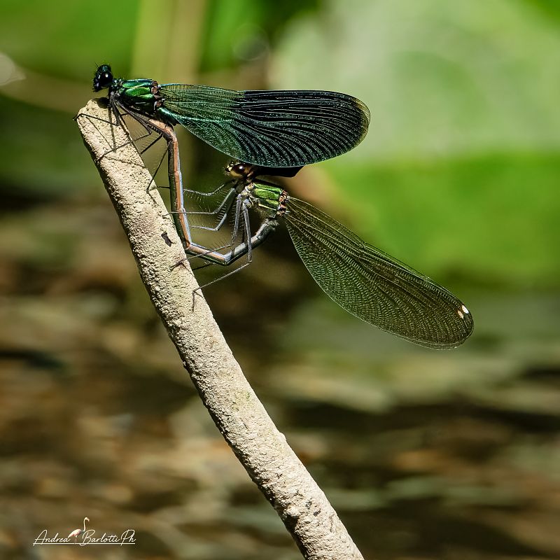 Calopteryx splendens  - Barlotti Andrea