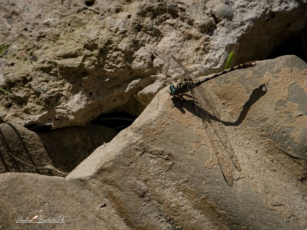 Onychogomphus forcipatus unguiculatus  - Barlotti Andrea