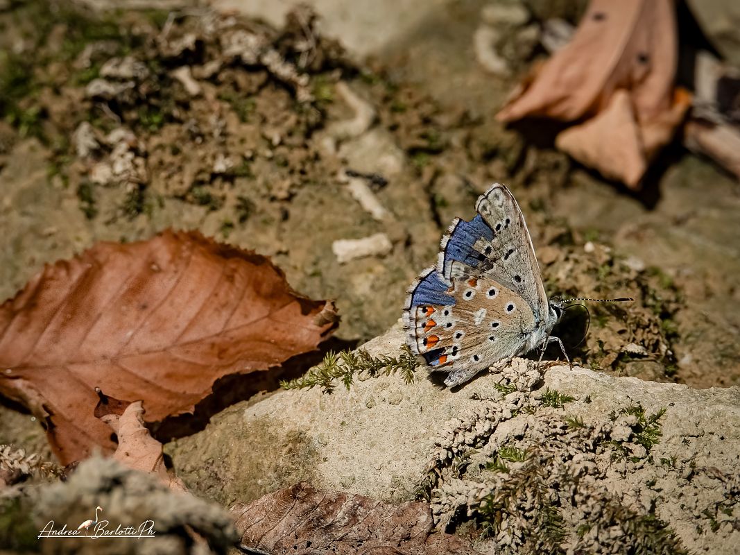 Lysandra bellargus  - Barlotti Andrea