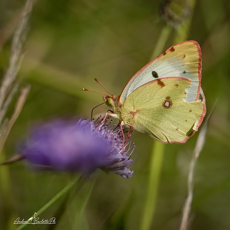 Colias crocea  - Barlotti Andrea