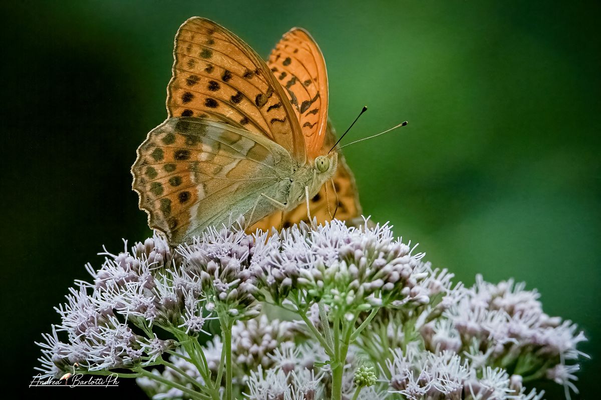 Argynnis paphia  - Barlotti Andrea