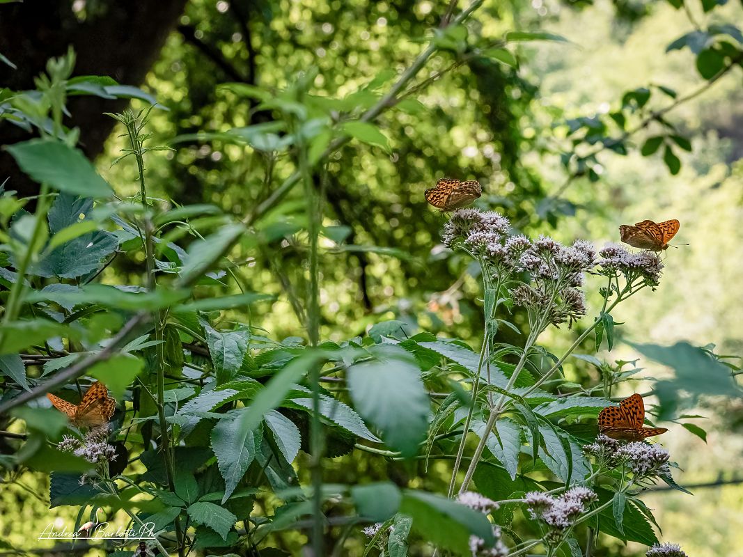 Argynnis paphia  - Barlotti Andrea