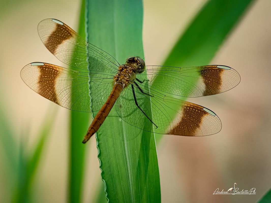 Sympetrum pedemontanum  - Barlotti Andrea