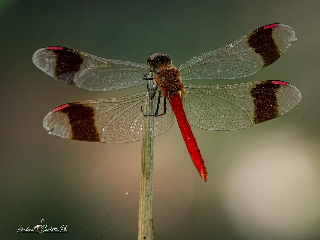 Sympetrum pedemontanum  - Barlotti Andrea