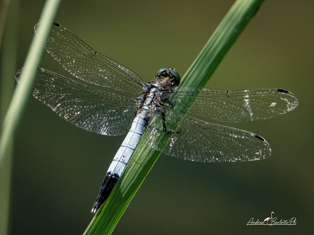 Orthetrum albistylum  - Barlotti Andrea