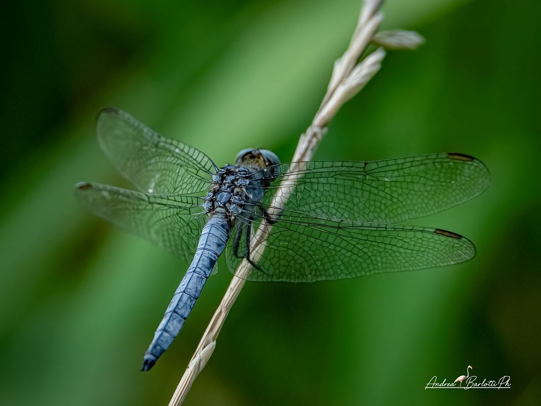 Orthetrum coerulescens  - Barlotti Andrea