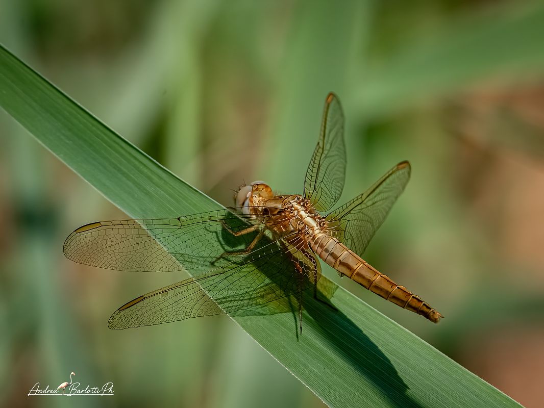 Crocothemis erythraea  - Barlotti Andrea