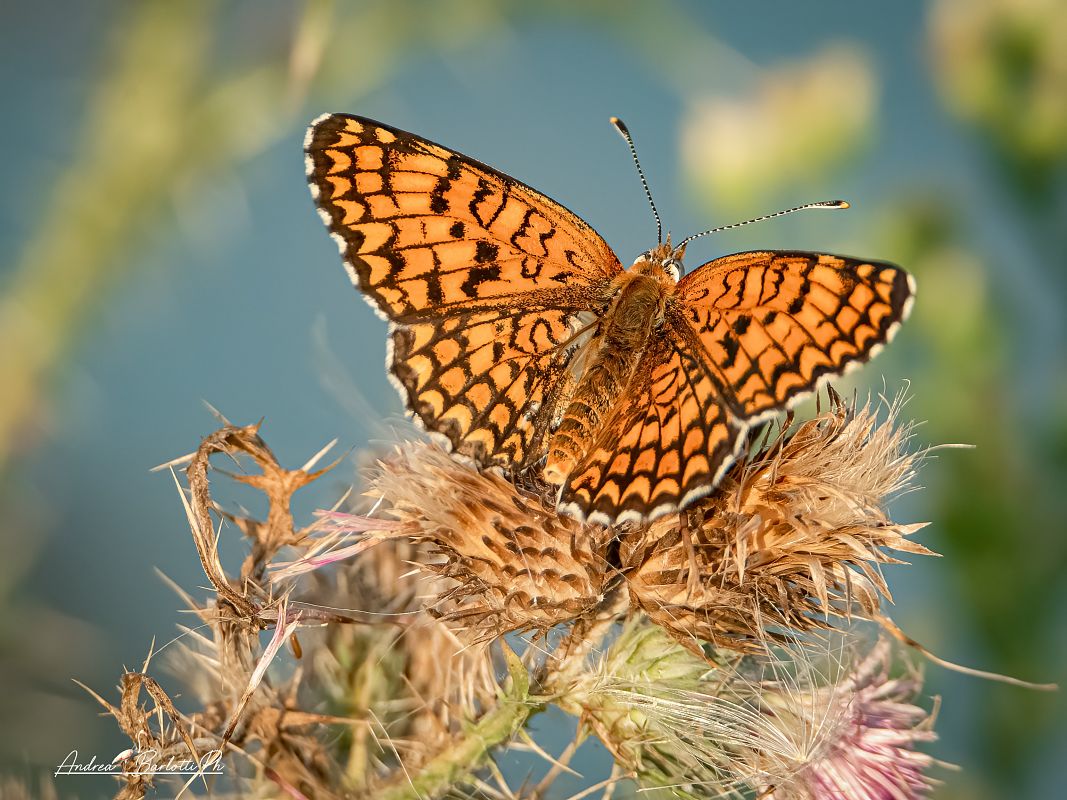 Melitaea phoebe  - Barlotti Andrea