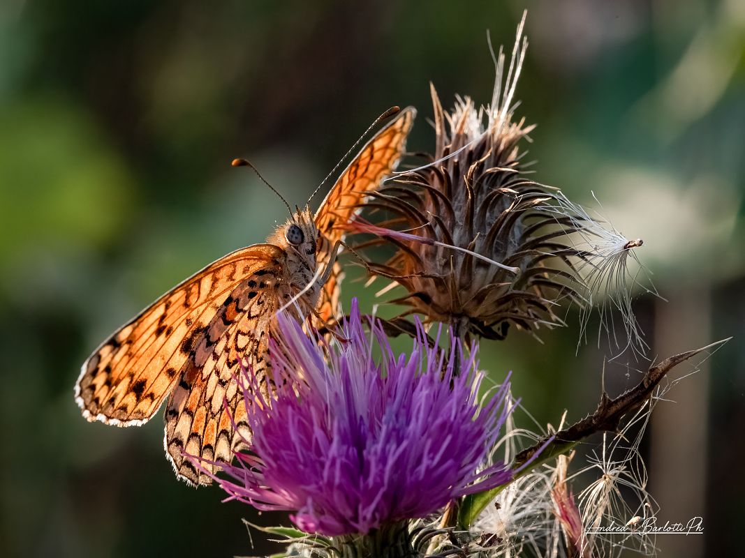 Melitaea phoebe  - Barlotti Andrea