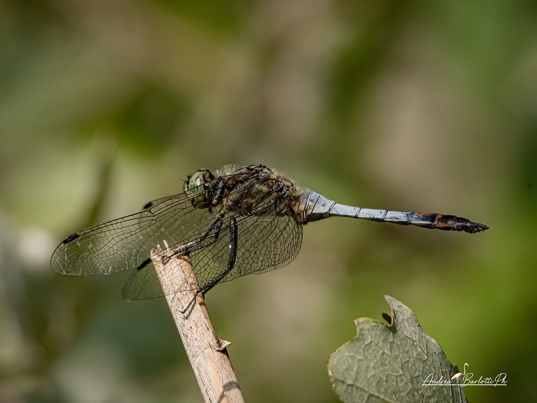 Orthetrum cancellatum  - Barlotti Andrea