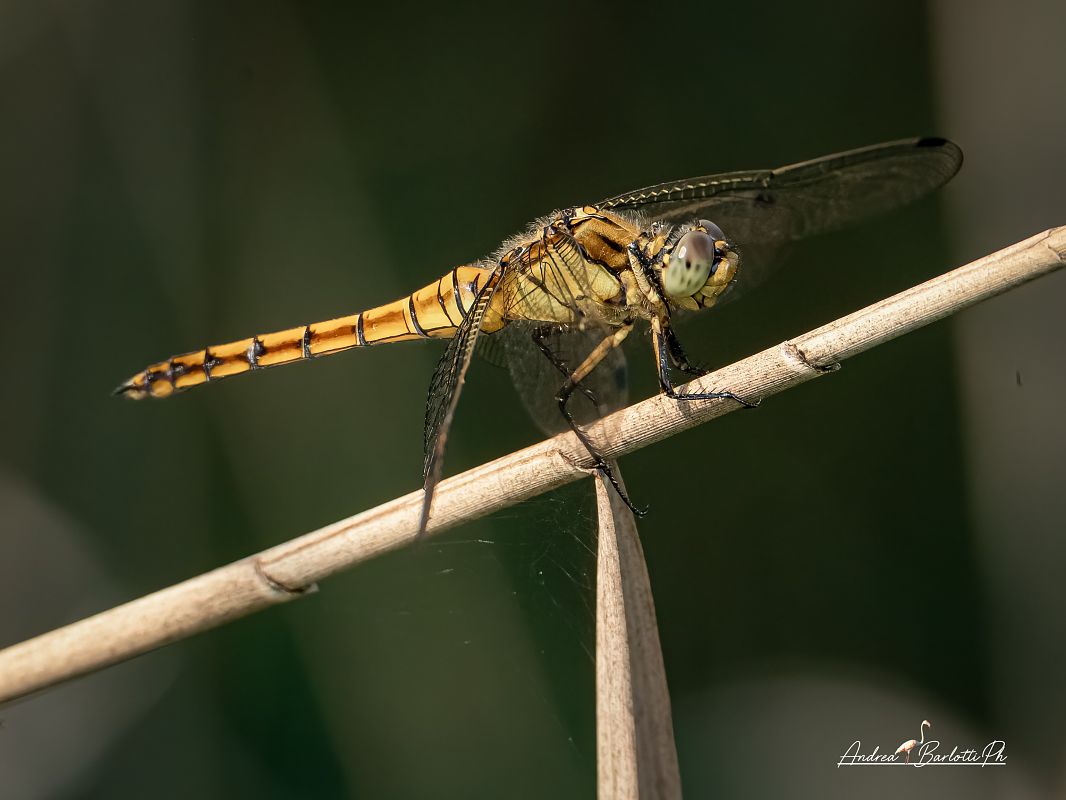Orthetrum cancellatum  - Barlotti Andrea