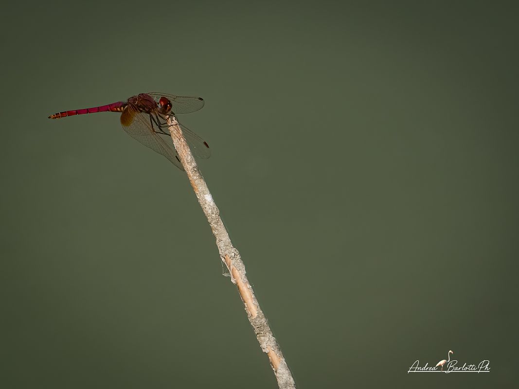 Trithemis annulata  - Barlotti Andrea
