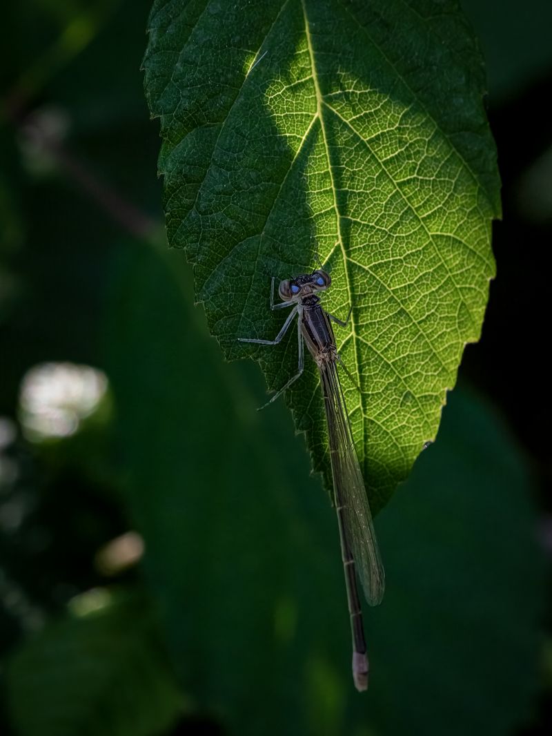 Ischnura elegans  - Barlotti Andrea