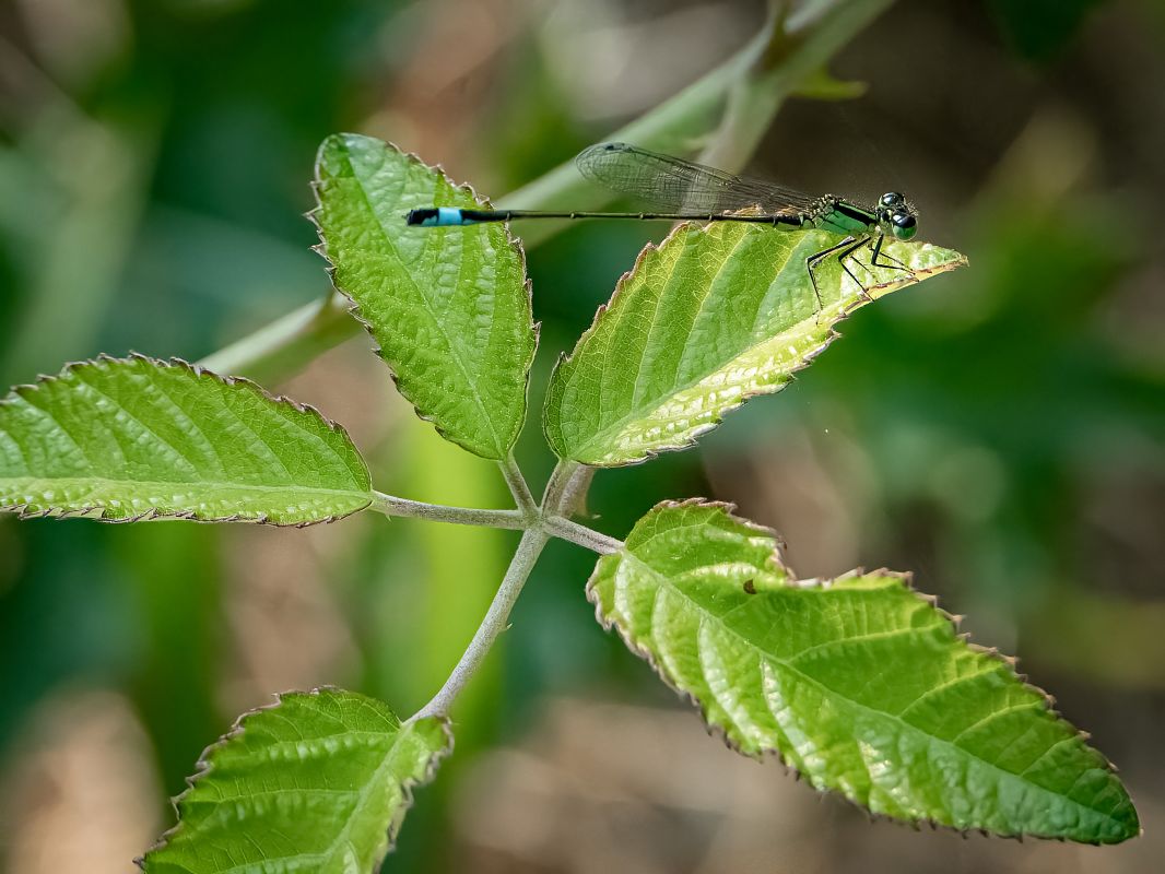 Ischnura elegans  - Barlotti Andrea
