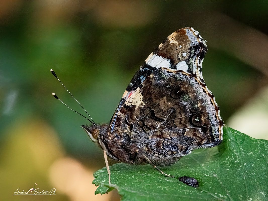 Vanessa atalanta  - Barlotti Andrea