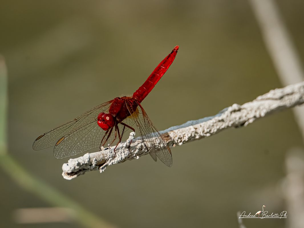 Crocothemis erythraea  - Barlotti Andrea
