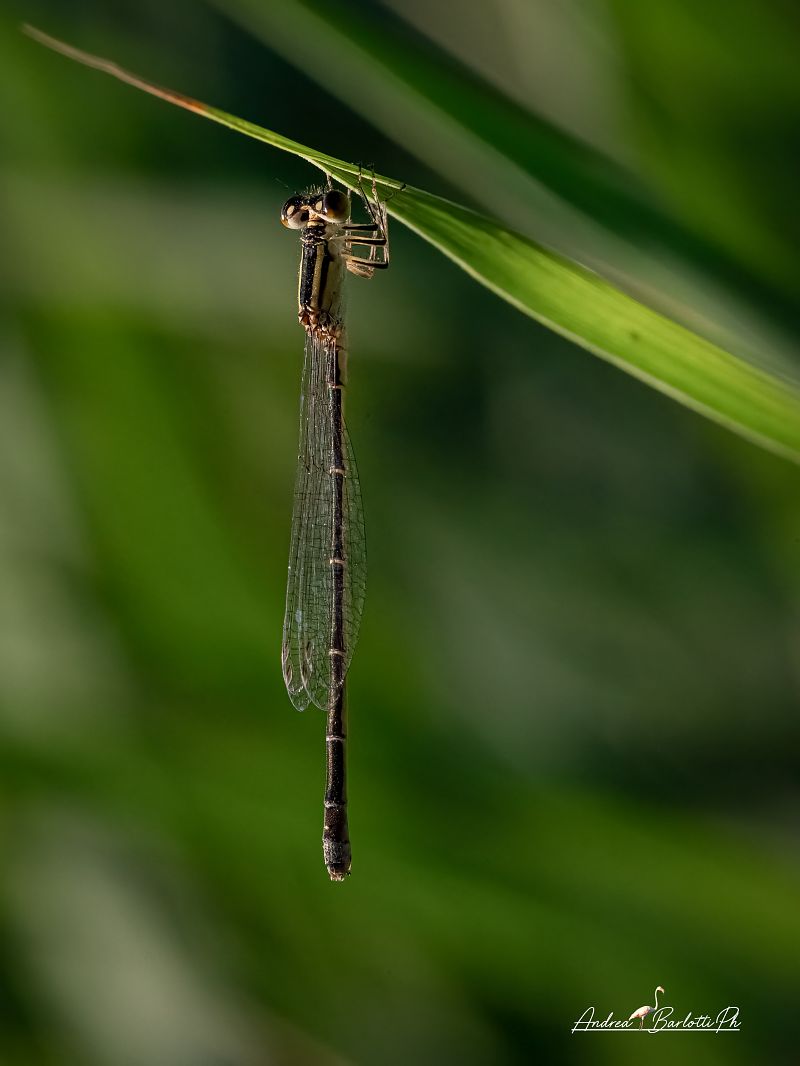 Sympecma fusca  - Barlotti Andrea