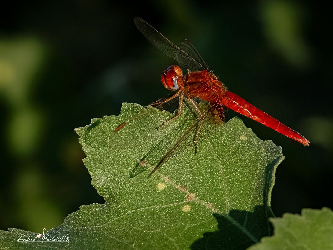 Crocothemis erythraea  - Barlotti Andrea