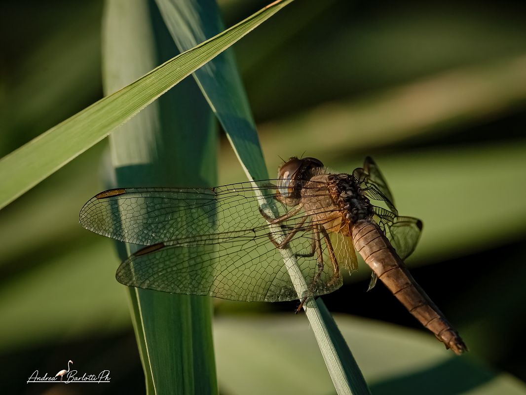 Crocothemis erythraea  - Barlotti Andrea