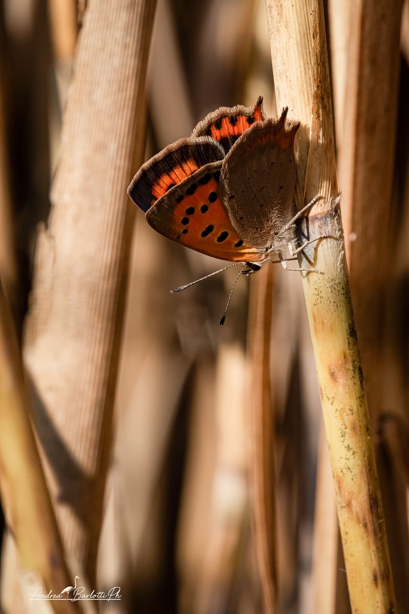 Lycaena phlaeas  - Barlotti Andrea
