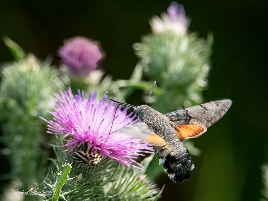 Macroglossum stellatarum  - Barlotti Andrea