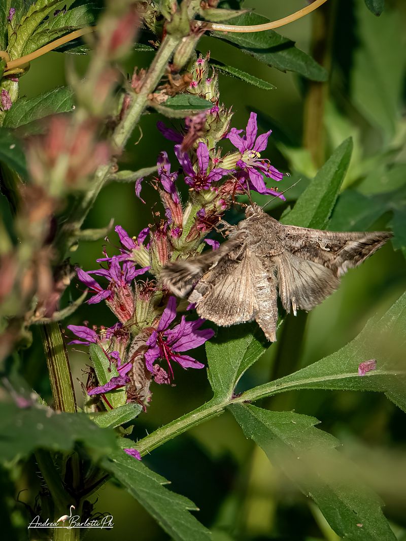 Autographa gamma  - Barlotti Andrea