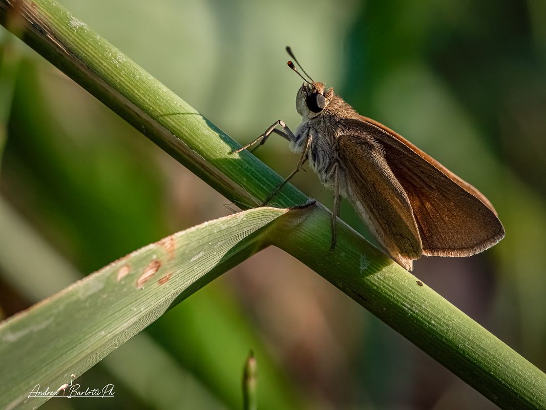 Gegenes nostrodamus  - Barlotti Andrea