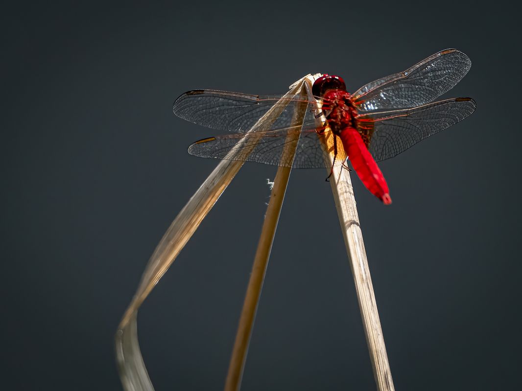 Crocothemis erythraea  - Barlotti Andrea